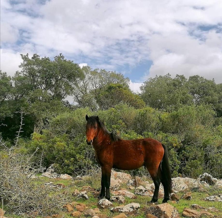 Casa Susanna Rural Sardinia Sini Екстериор снимка